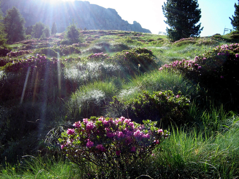 Rosengarten Dolomiten Panoramaweg Sonne Flora