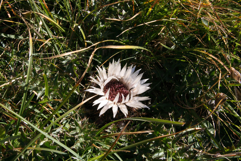 Alpenblume am Wegesrand